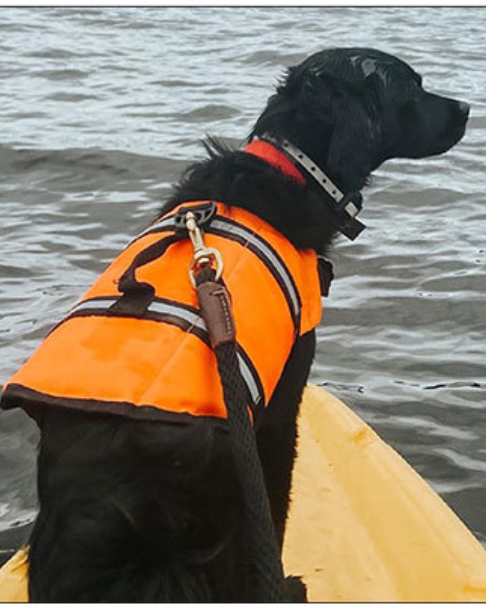 BAUWATCH - Giubbotto galleggiante per cani