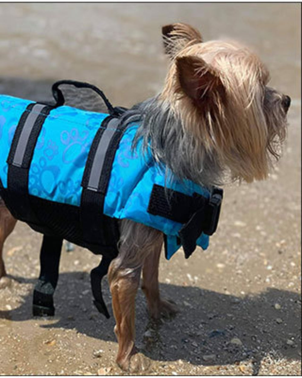 BAUWATCH - Giubbotto galleggiante per cani